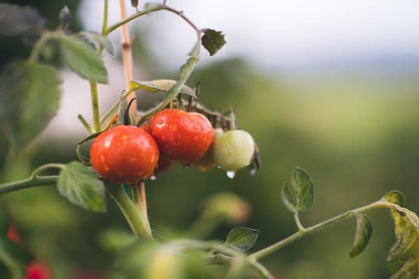 A close-up of organic red and green tomatoes on a vine, with droplets of water glistening on their surfaces, set against a blurred green background. - Meyer Clinic
