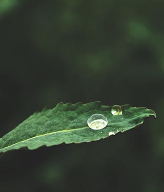 Water droplets balancing on green leaf | Meyer Clinic