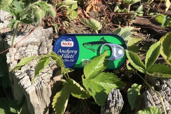 A tin of Nixe anchovy fillets in olive oil begins its love affair with nature, nestled softly among green leaves on the ground. - Meyer Clinic