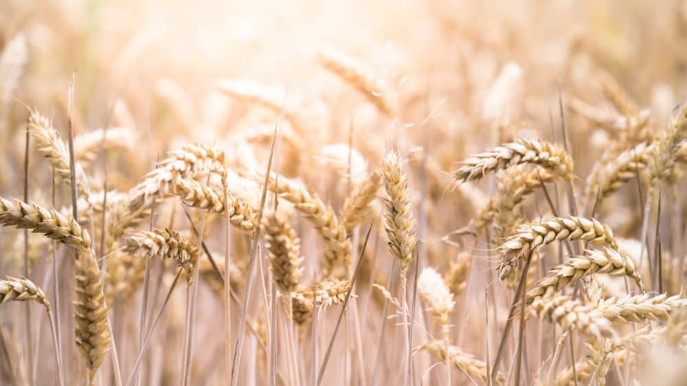 Coeliac Diseas