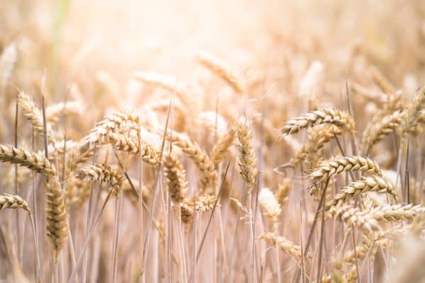 Coeliac Diseas
