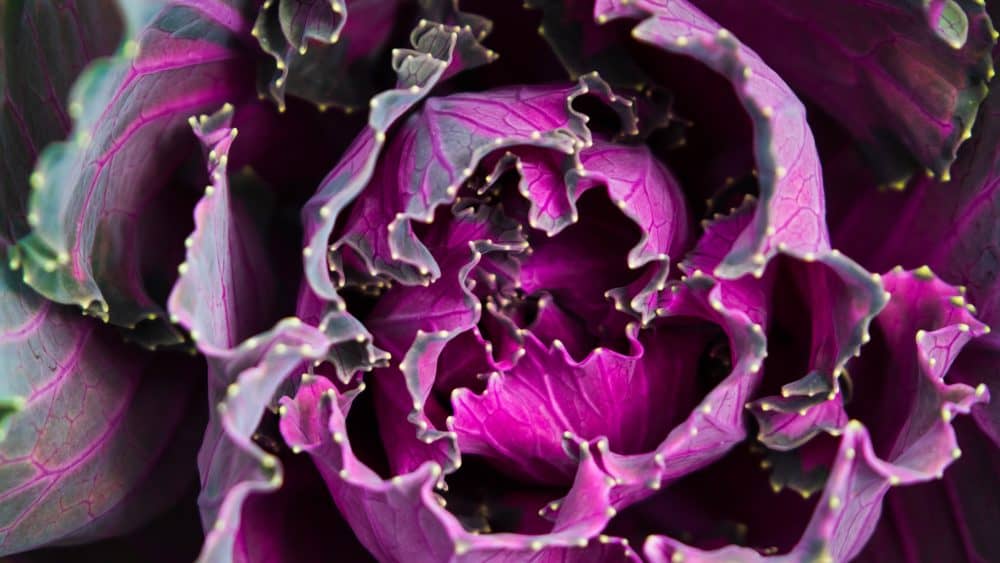 Close-up of a purple ornamental cabbage with curled, textured leaves and prominent veins, perfect for adding color and nutrients to an anti-inflammatory diet. - Meyer Clinic