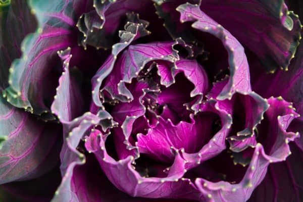 Close-up of a purple ornamental cabbage with curled, textured leaves and prominent veins, perfect for adding color and nutrients to an anti-inflammatory diet. - Meyer Clinic